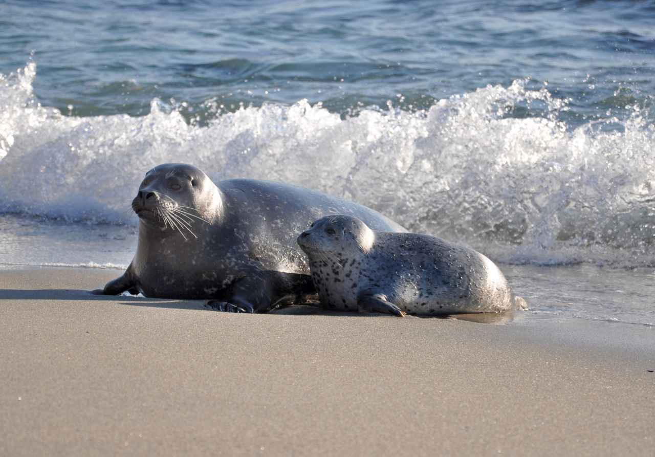 La Jolla Cove, Seals on the beach, San Diego