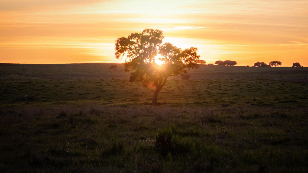 A cork tree (Quercus suber) illuminated by the morning sun in Alentejo, Portugal